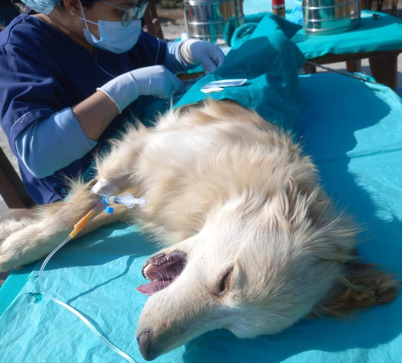 चौंरीदेउरालीमा घर पालुवा तथा छाडा कुकुरको बन्ध्याकरण तथा रेबिज विरुद्धको वृहत् शिविर सम्पन्न